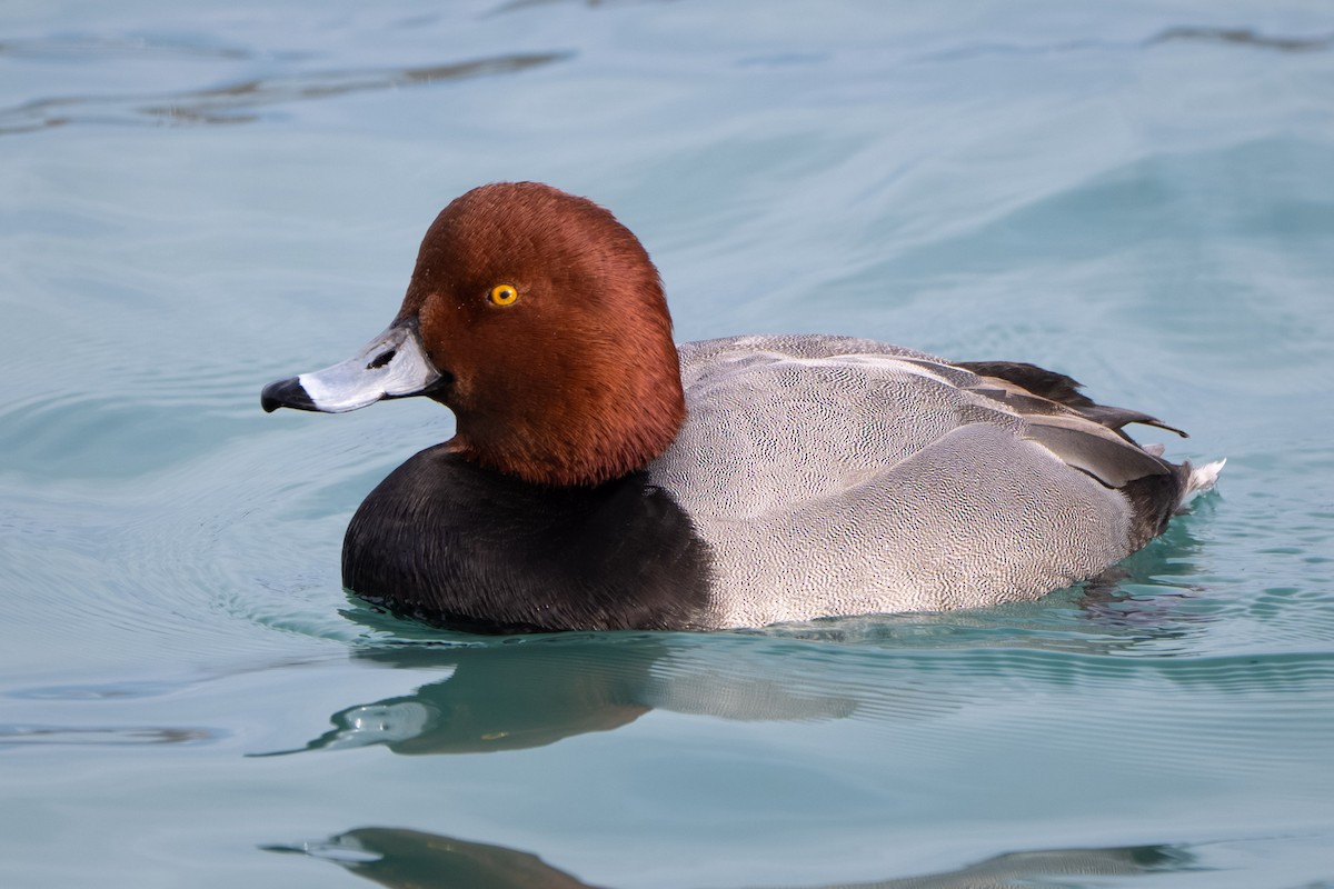 Redhead - ML646567269