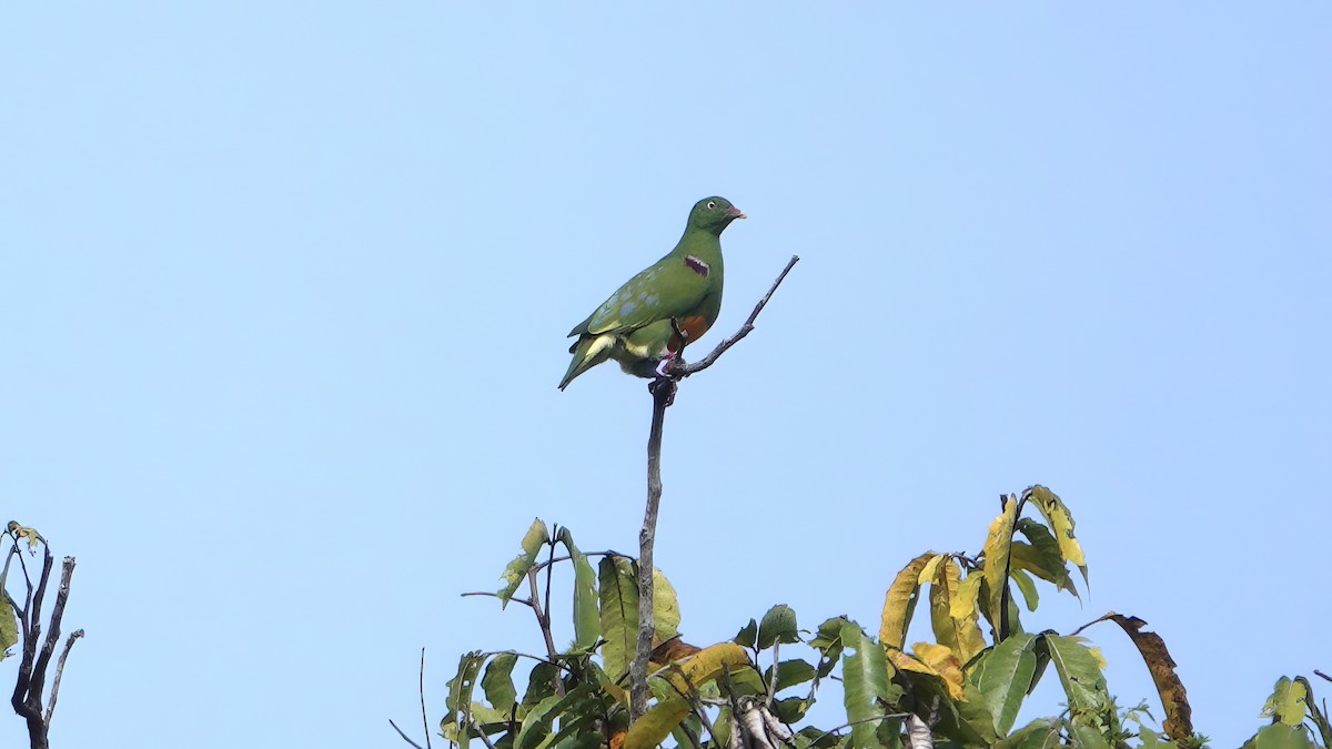 Ptilope à ventre orange - ML646567272