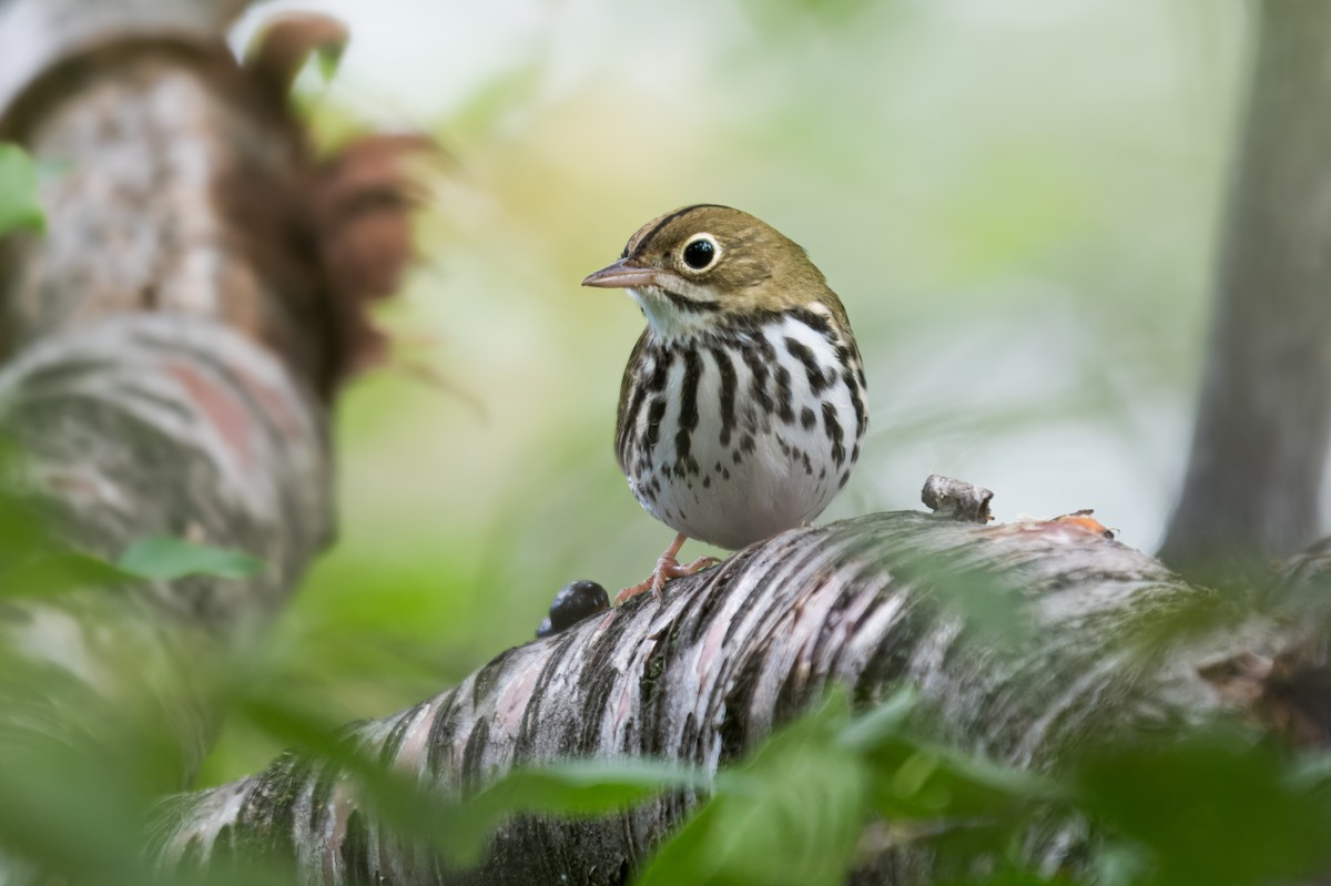 Ovenbird - ML646567276