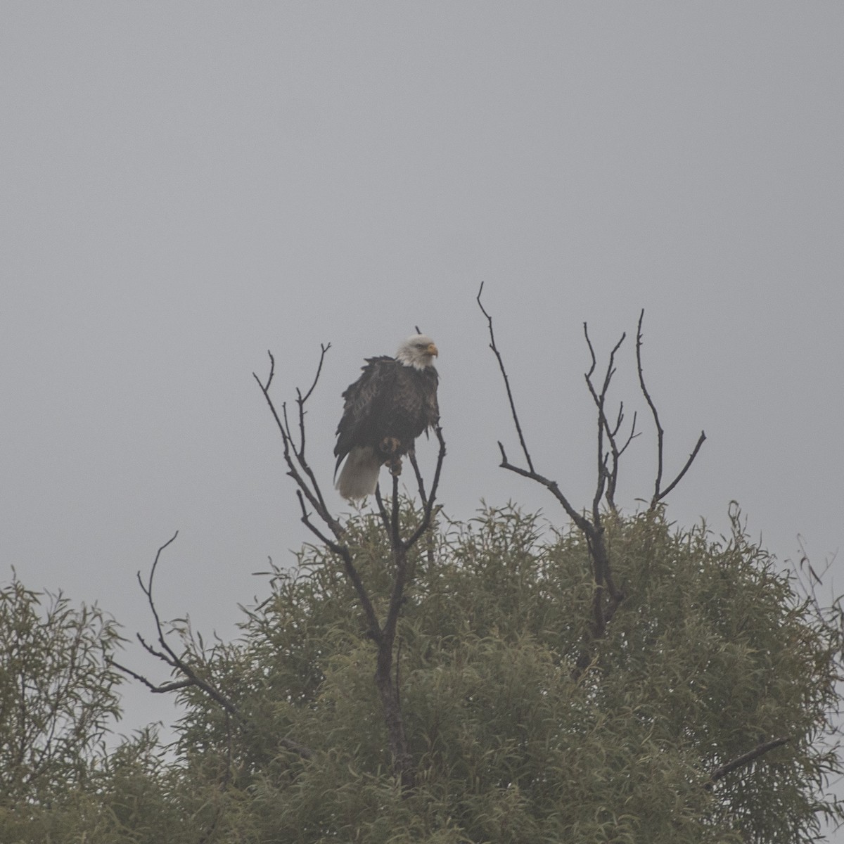 Bald Eagle - ML646567277