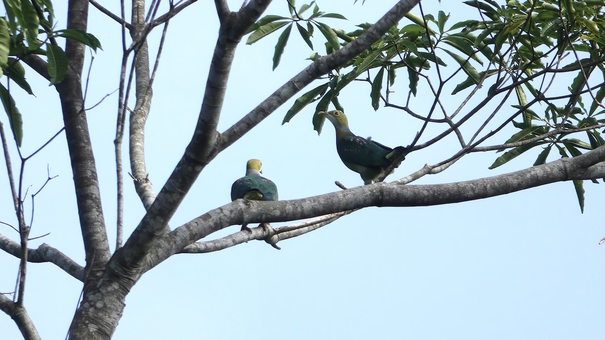 Ptilope perlé - ML646567278