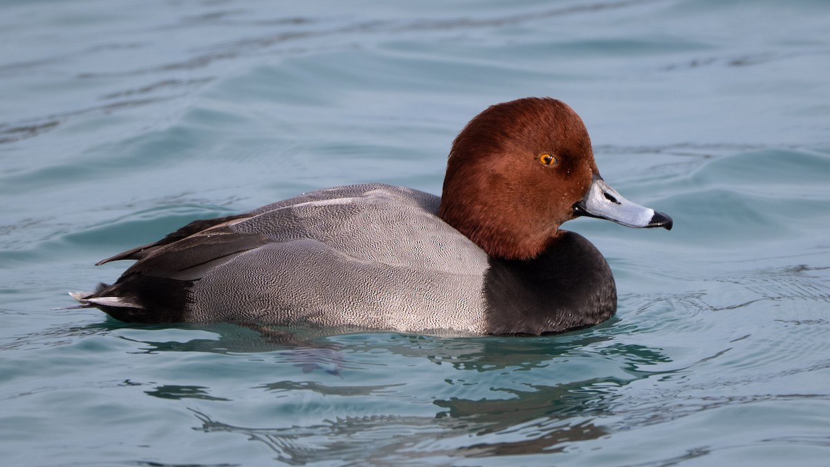 Redhead - ML646567279