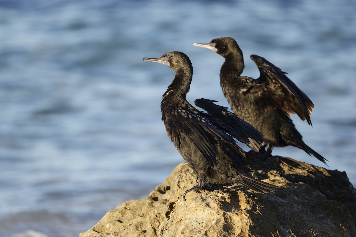Little Black Cormorant - ML646567280