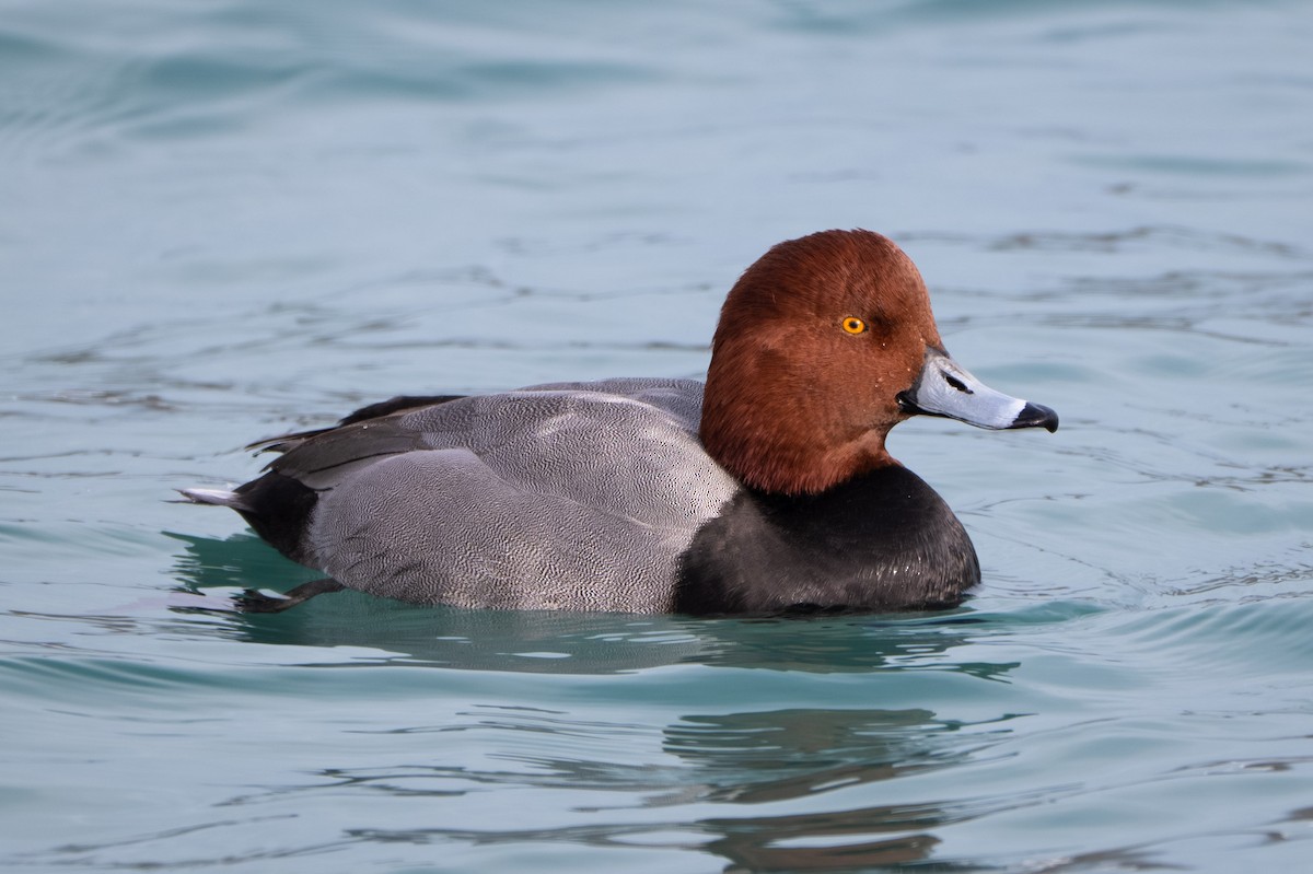 Redhead - ML646567284