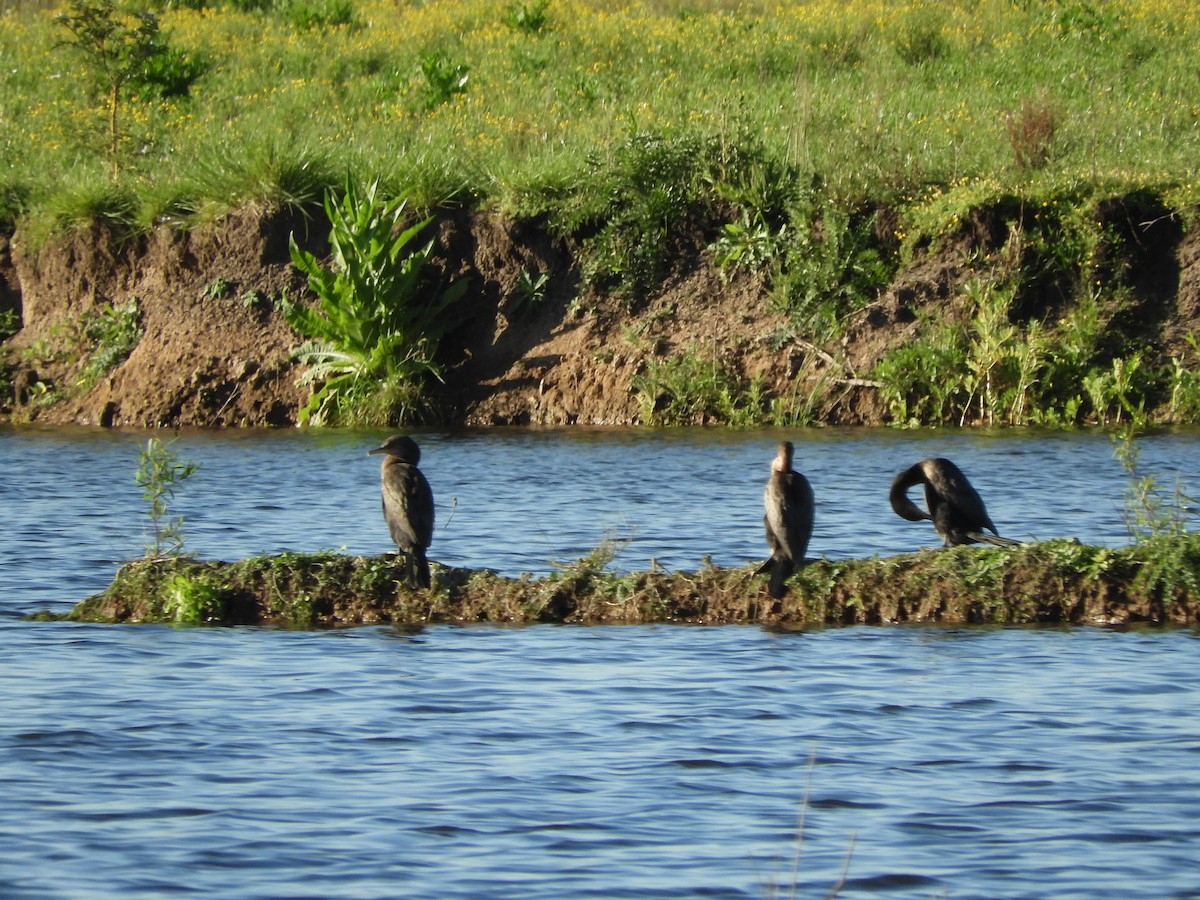 Neotropic Cormorant - ML646567285