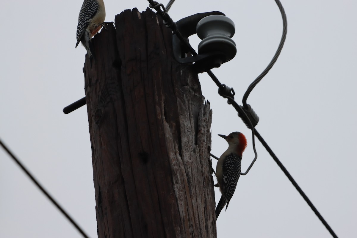 Гіла каролінська - ML646567286