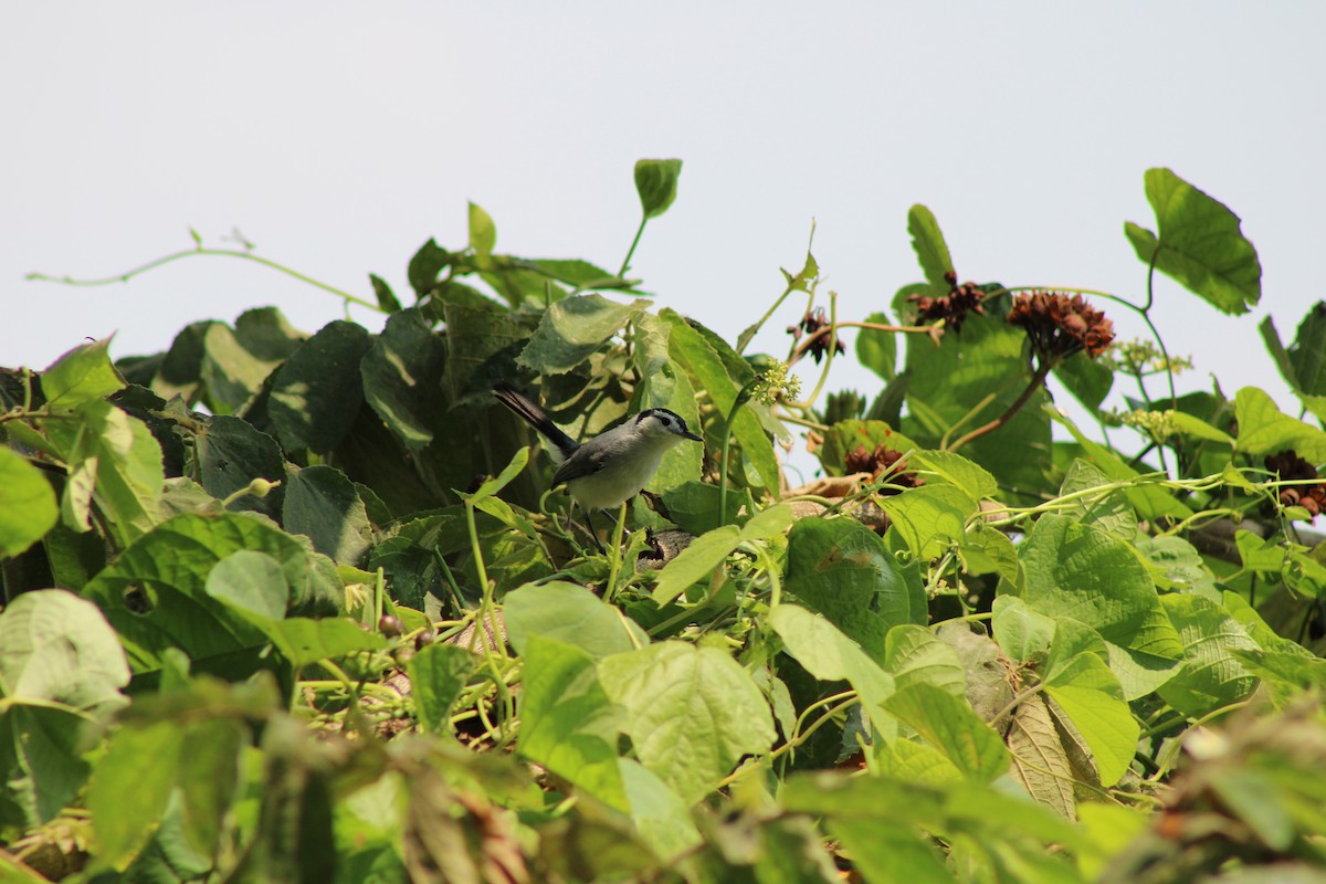 White-browed Gnatcatcher - ML646567289