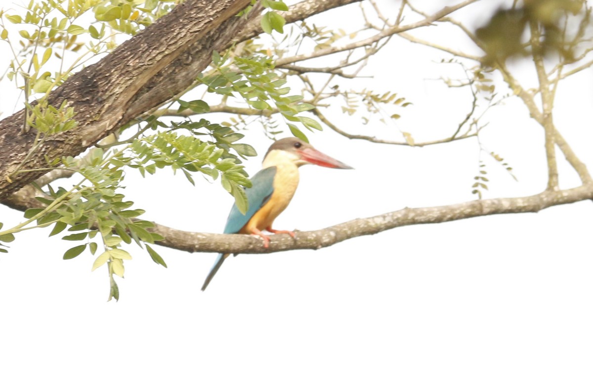 コウハシショウビン - ML646567290