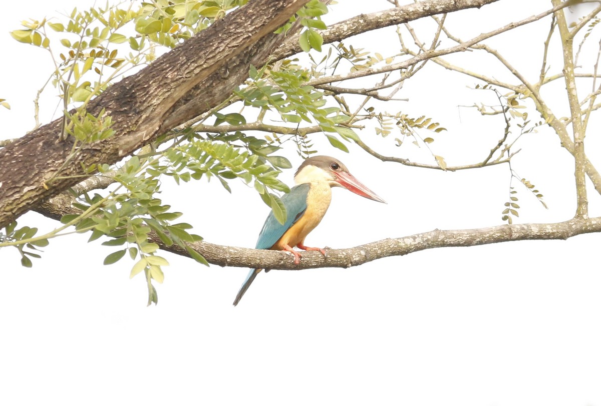 コウハシショウビン - ML646567291