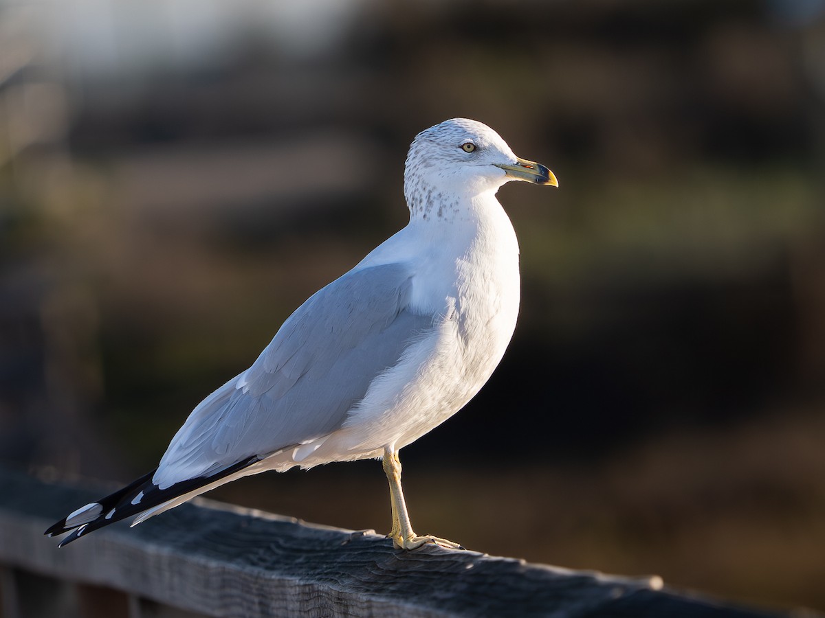 Ring-billed Gull - ML646567292
