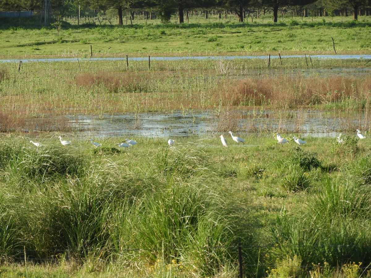 Snowy Egret - ML646567293