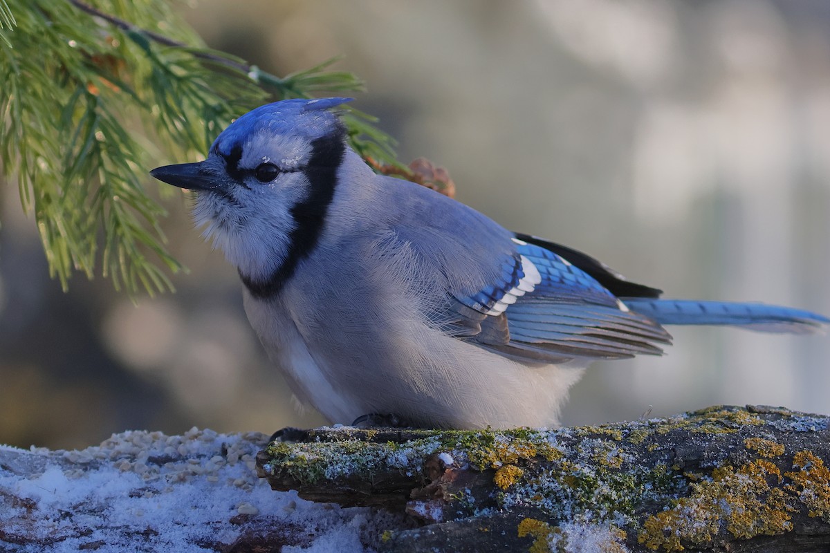 blåskrike - ML646567294