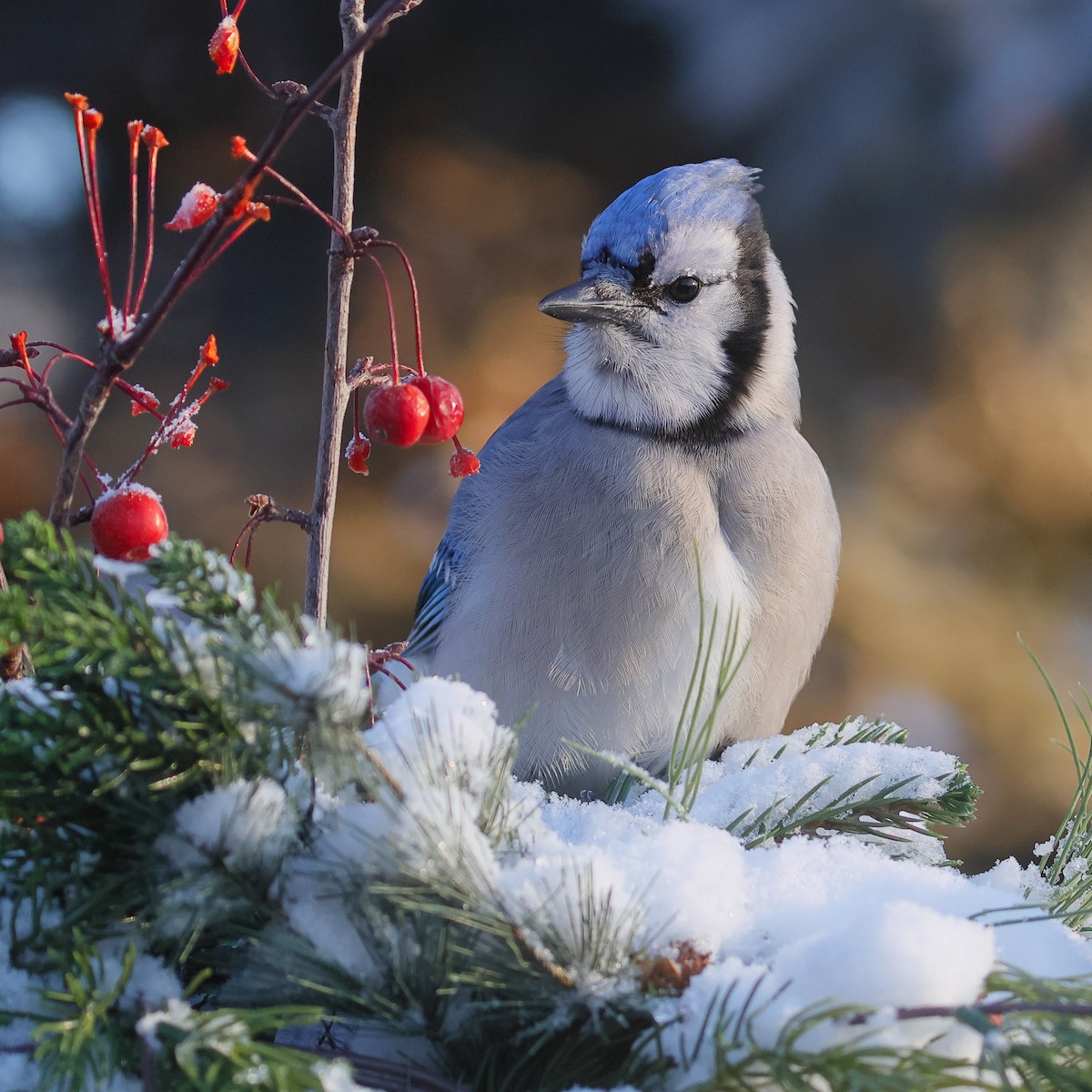 blåskrike - ML646567295