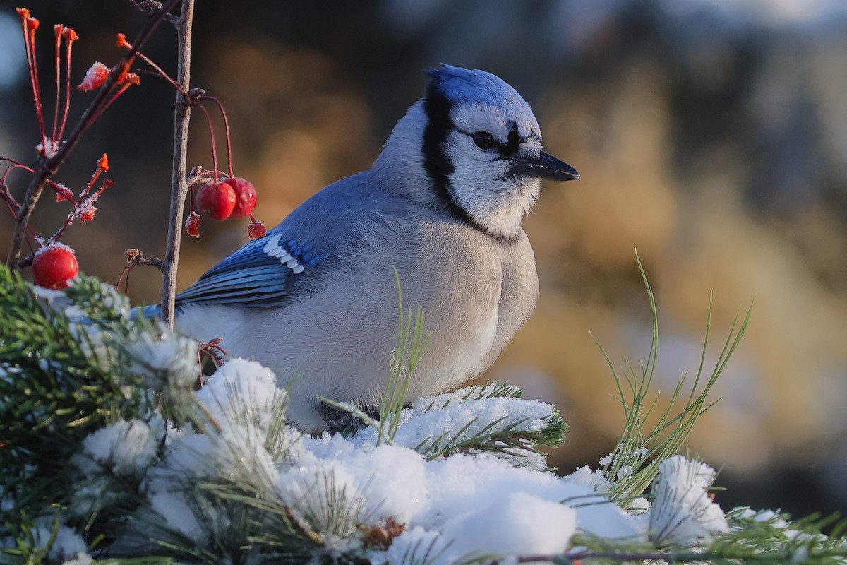 blåskrike - ML646567296