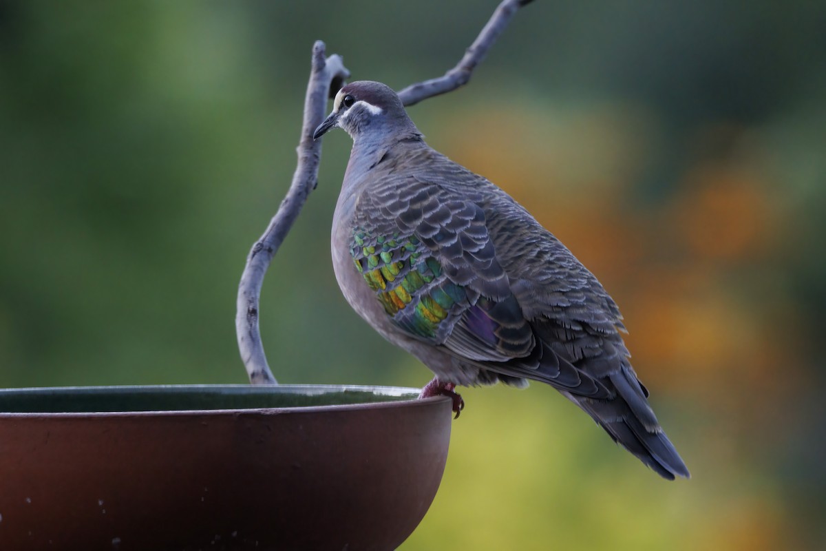 Sürmeli Bronz Kumru - ML646567297