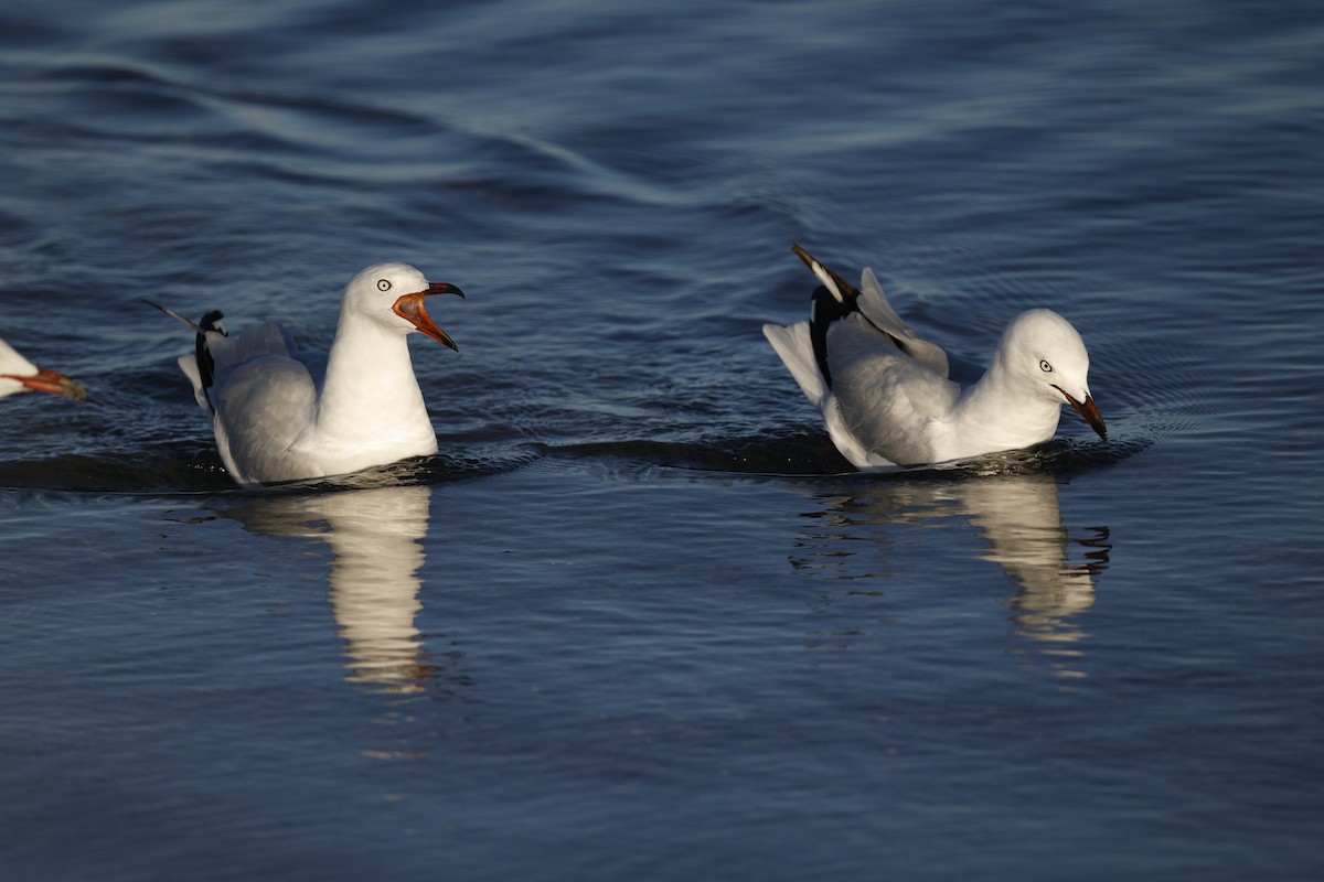 Silver Gull - ML646567299