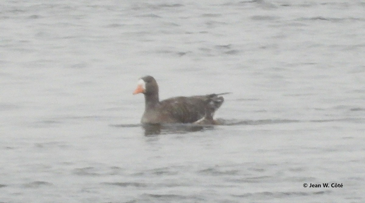 Greater White-fronted Goose - ML646567301