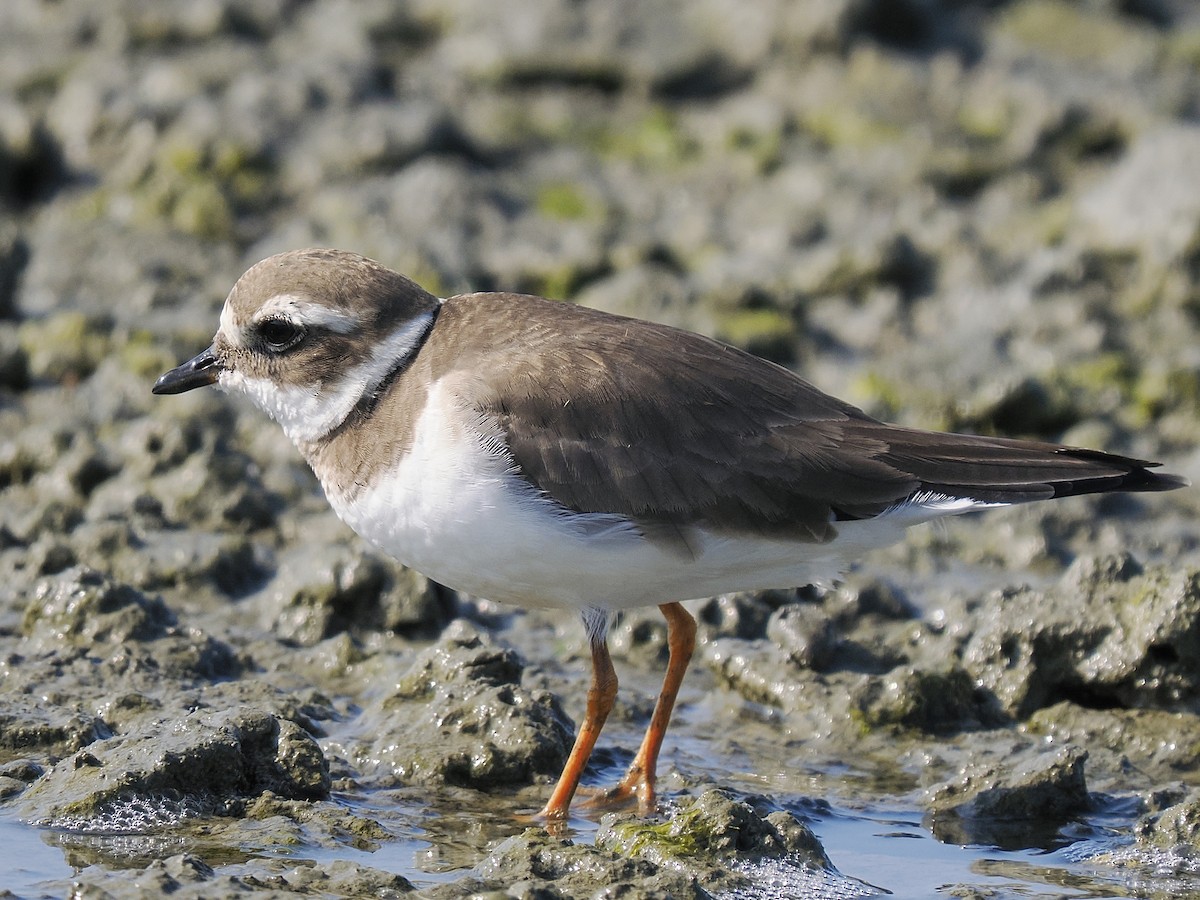 Common Ringed Plover - ML646567304