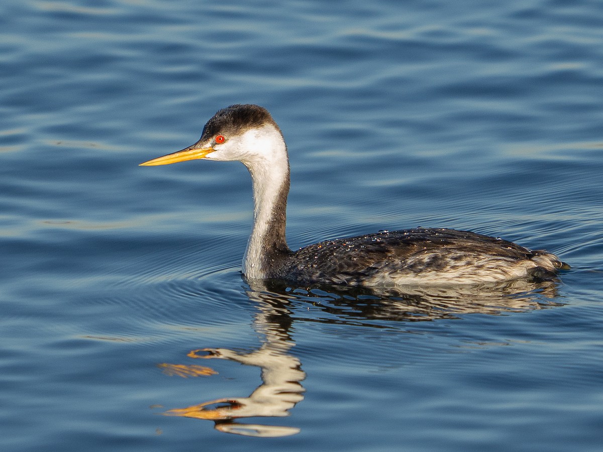 Western Grebe - ML646567308