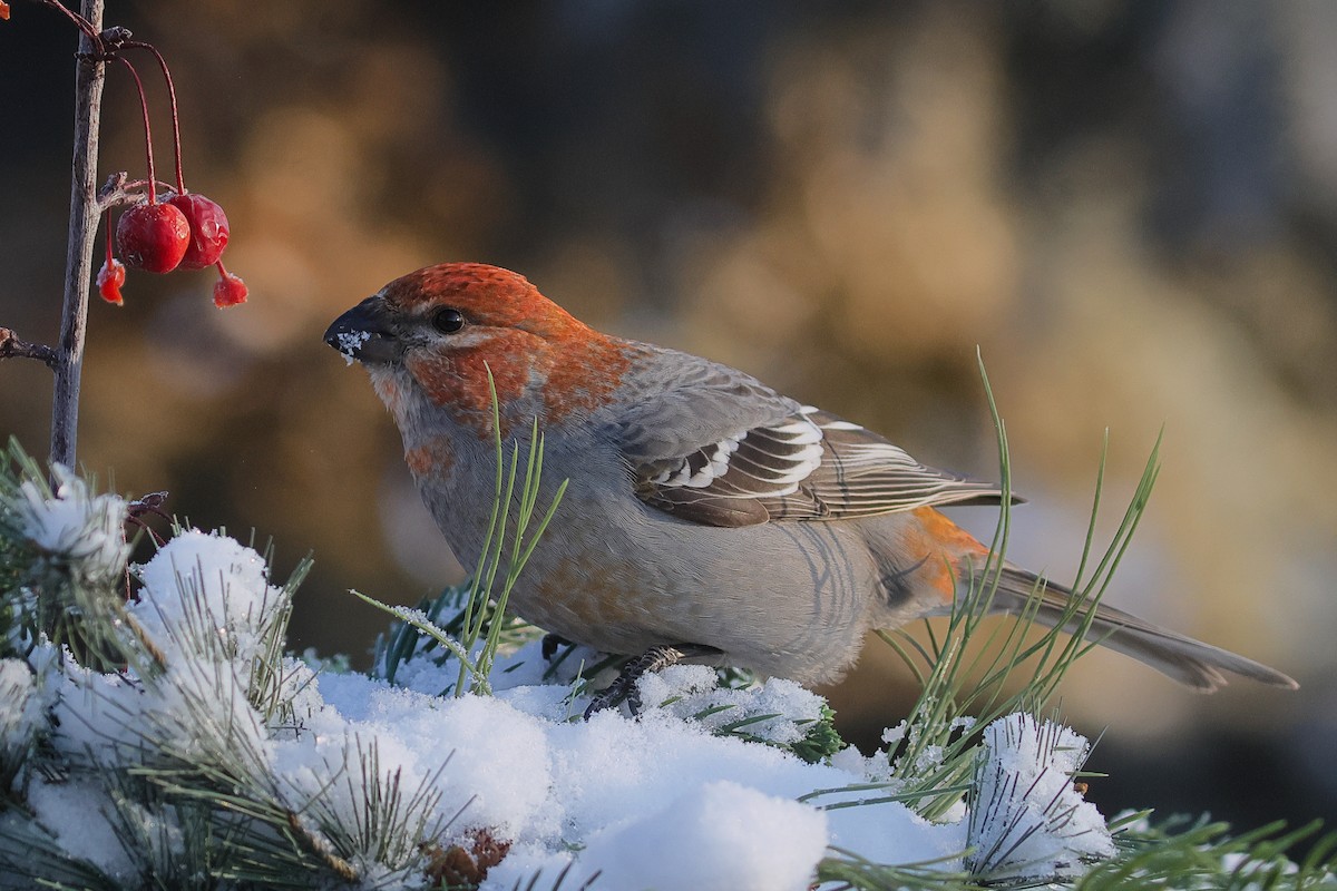 Hakengimpel - ML646567309