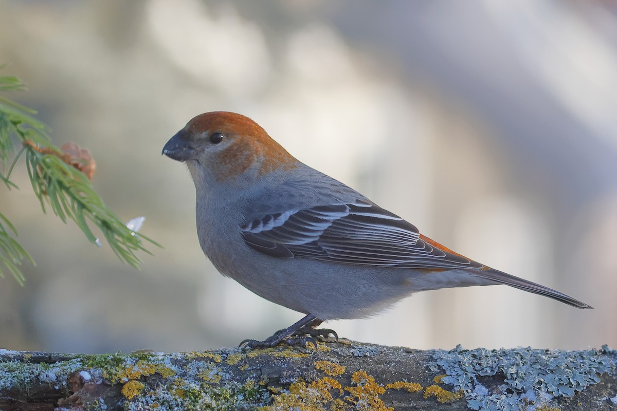 Hakengimpel - ML646567310