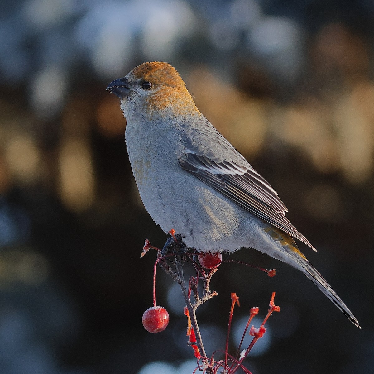 Hakengimpel - ML646567311