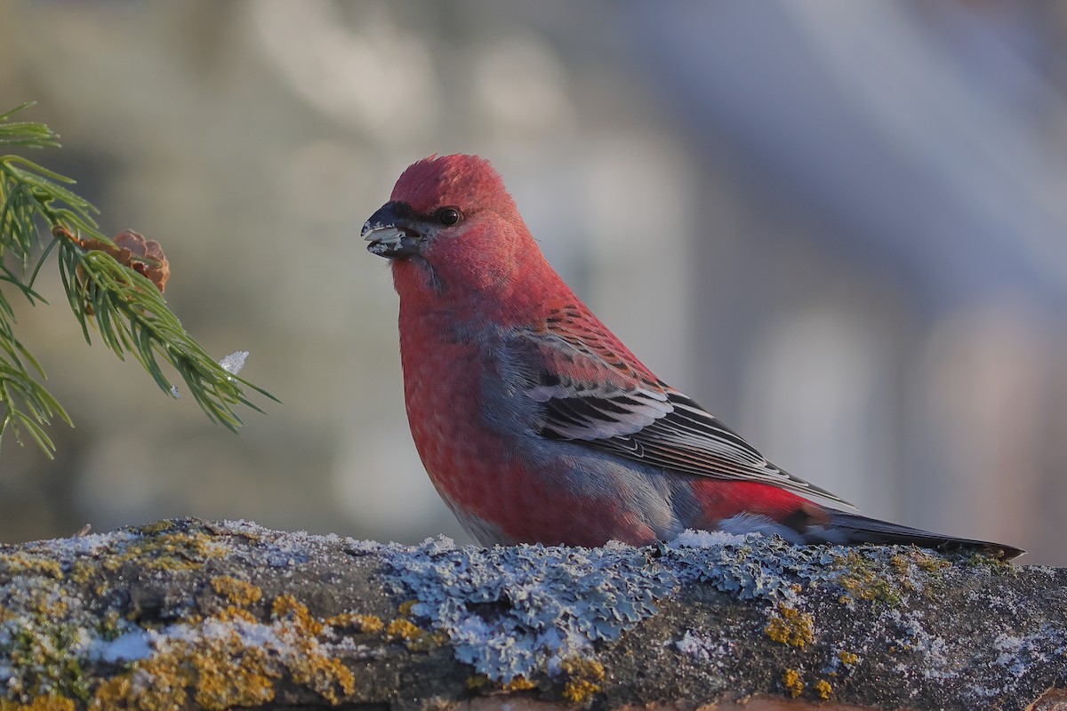 Hakengimpel - ML646567312