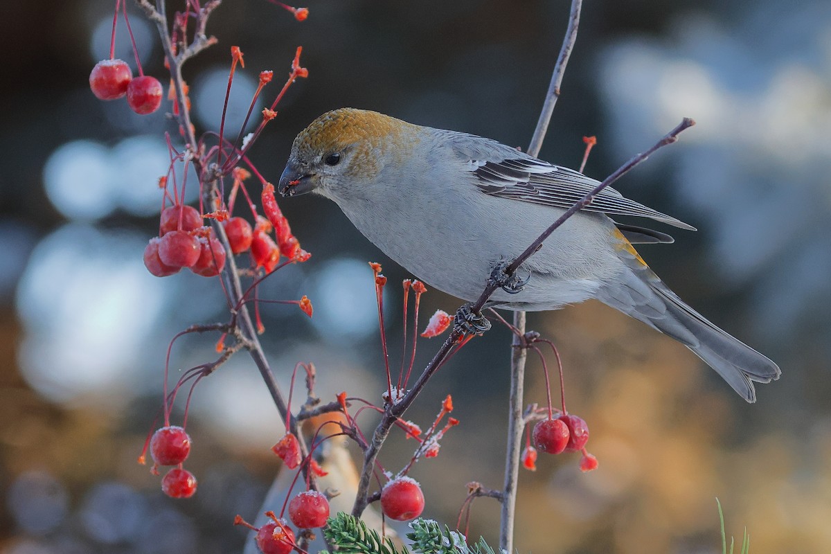 Hakengimpel - ML646567313