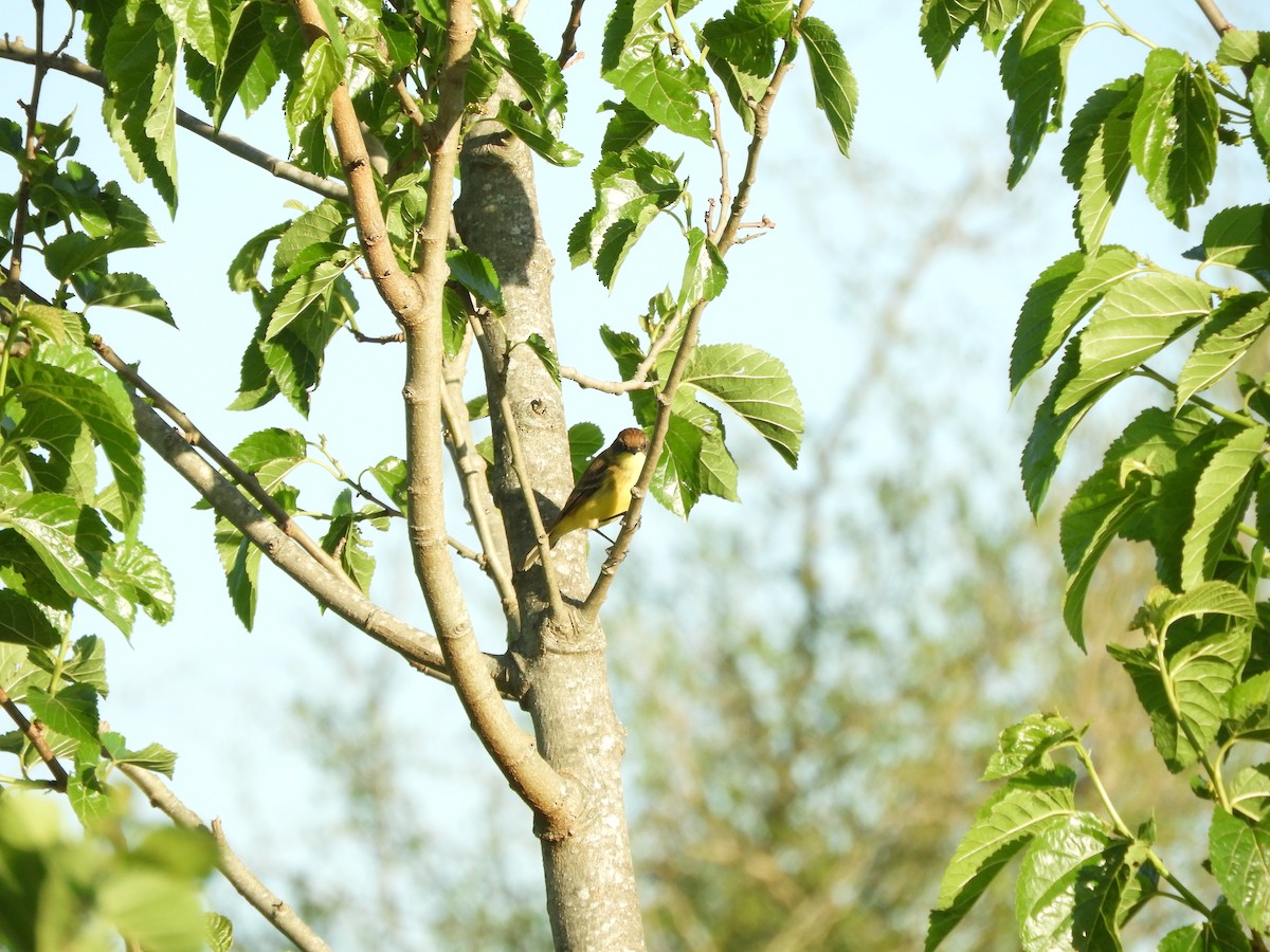 Warbling Doradito - ML646567315