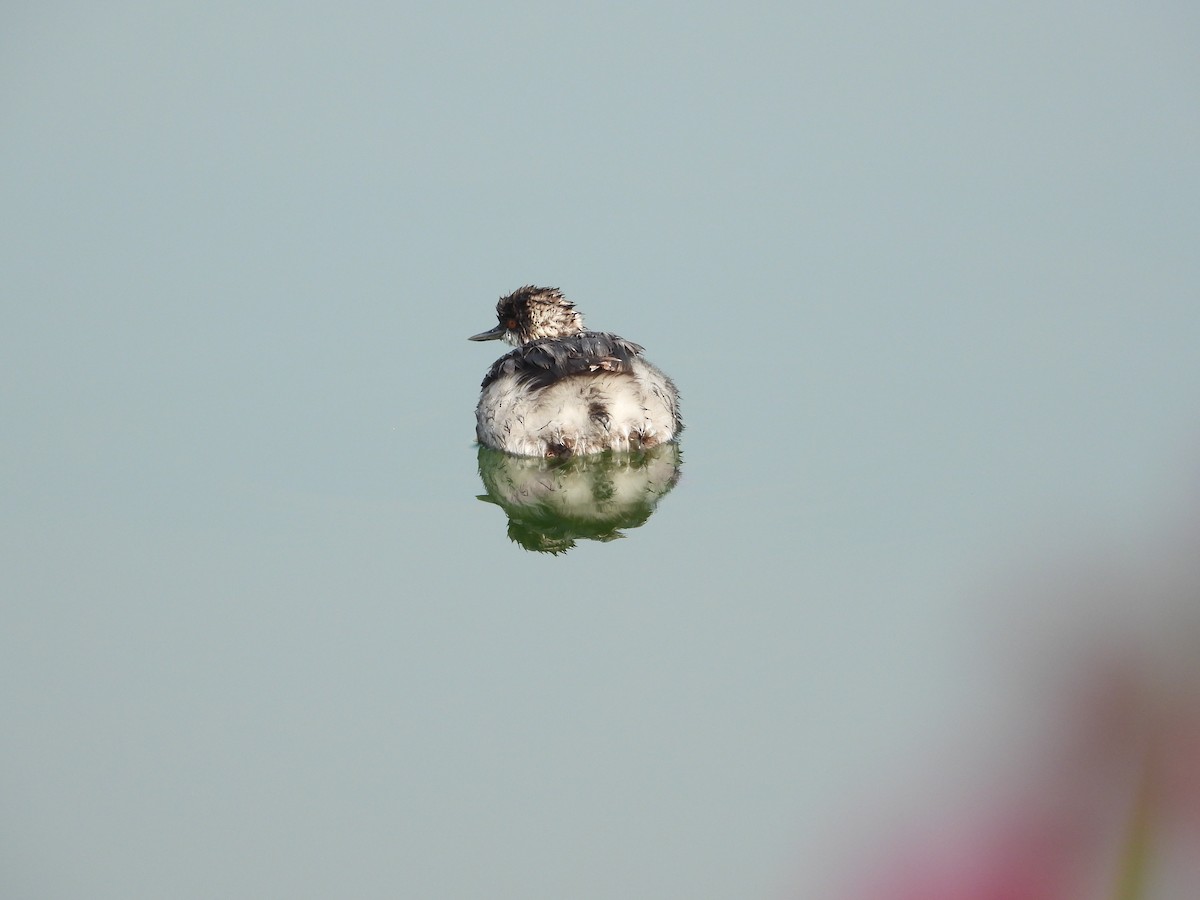 Eared Grebe - ML646567316