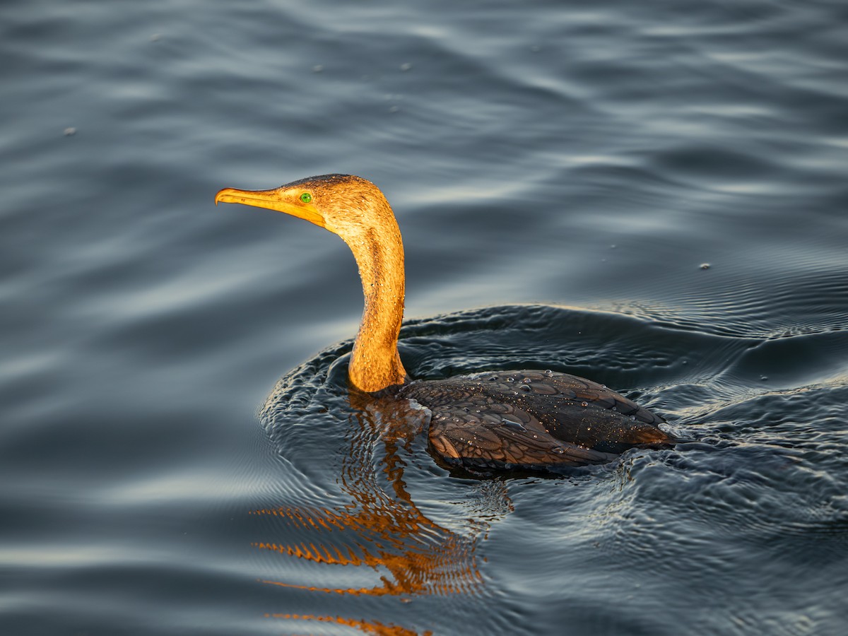 Double-crested Cormorant - ML646567322