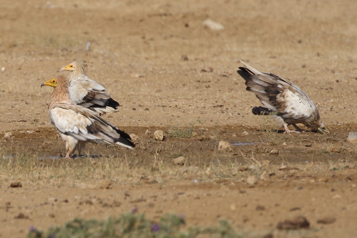 Sai zuria - ML646567323