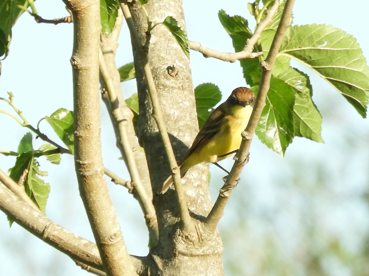 Warbling Doradito - ML646567325