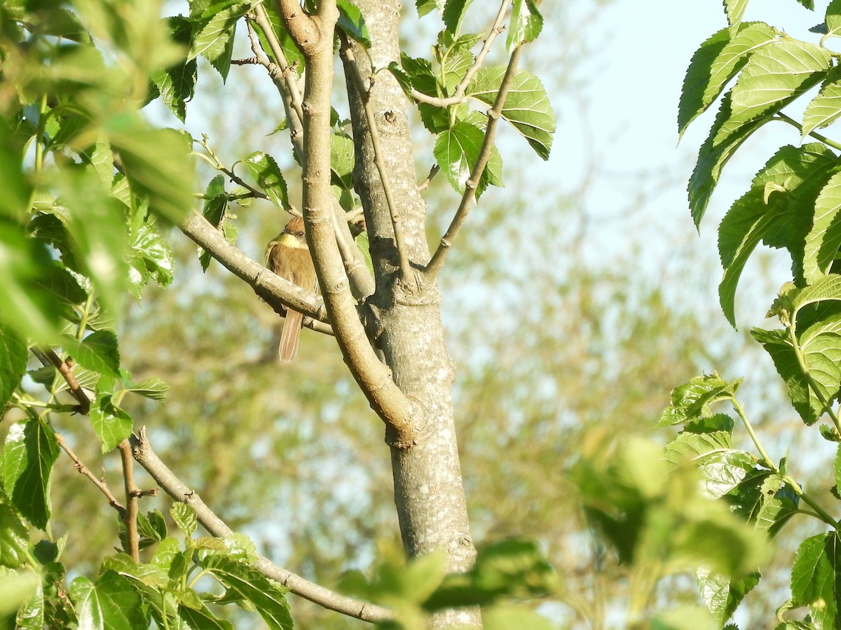 Warbling Doradito - ML646567326