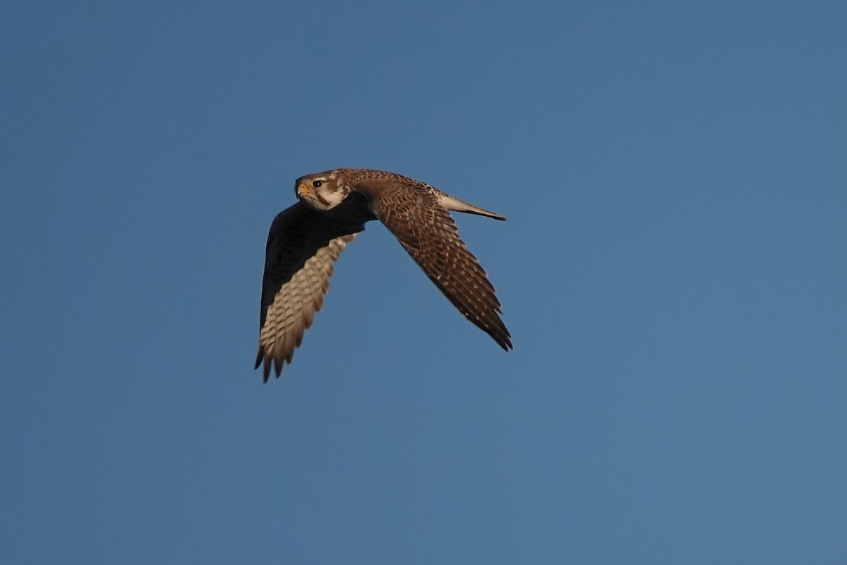 Prairie Falcon - ML646567327