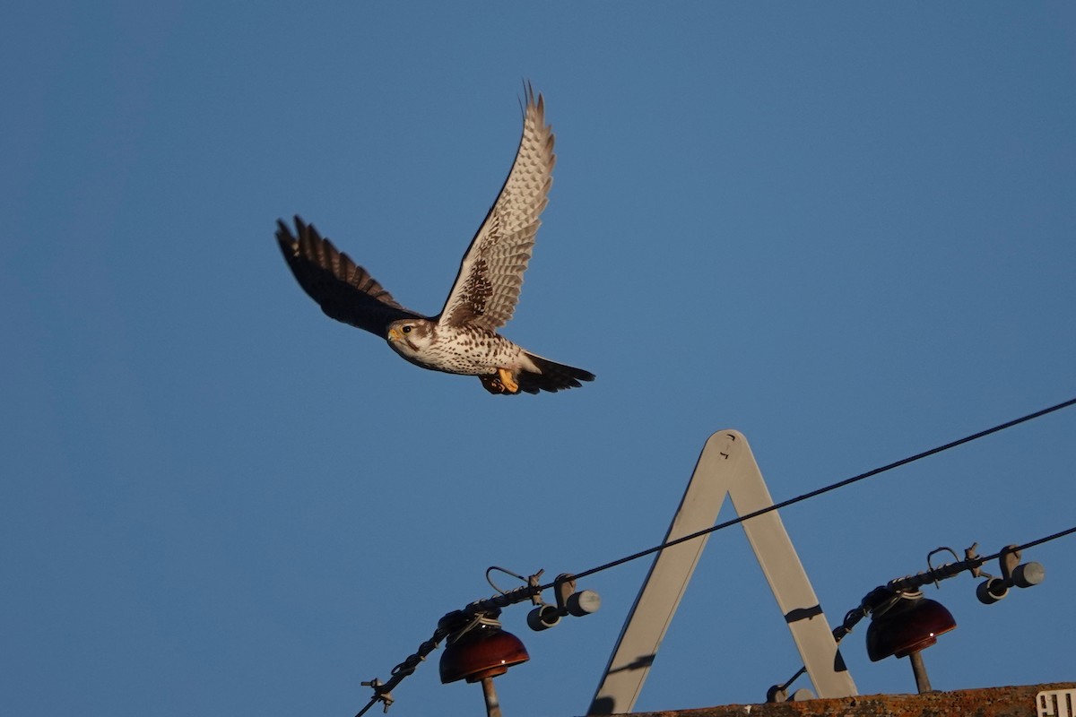 Prairie Falcon - ML646567329