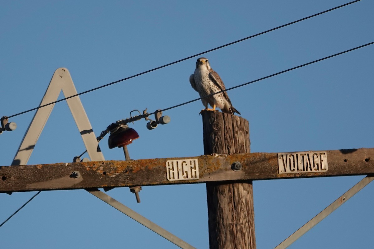 Prairie Falcon - ML646567330