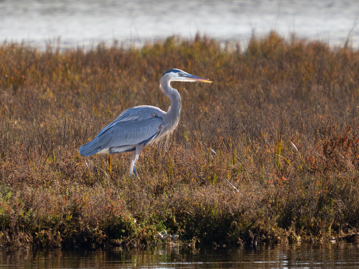 Great Blue Heron - ML646567331