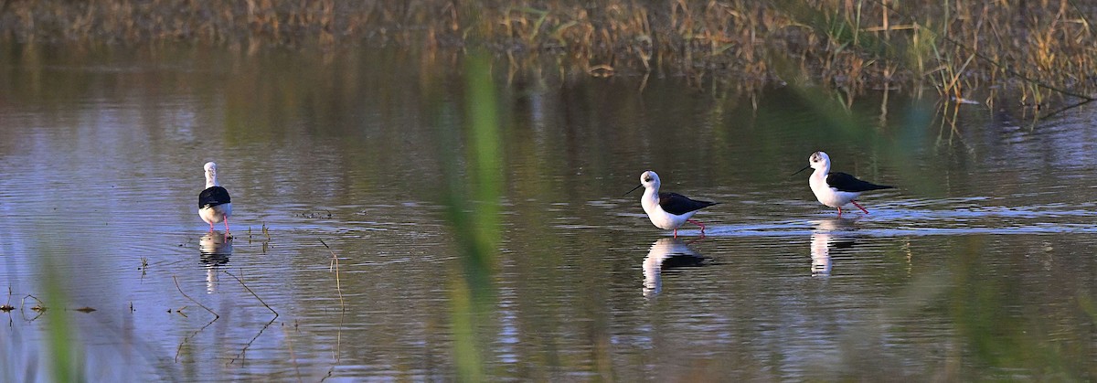 Black-winged Stilt - ML646567333