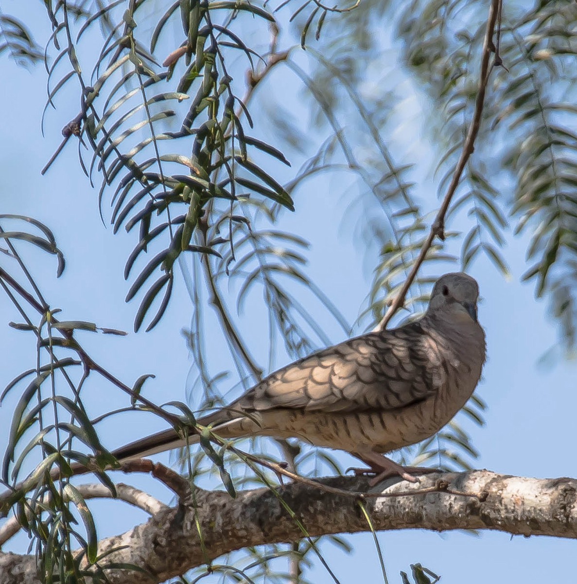Inca Dove - ML646567336