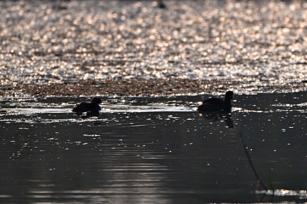 Little Grebe - ML646567337