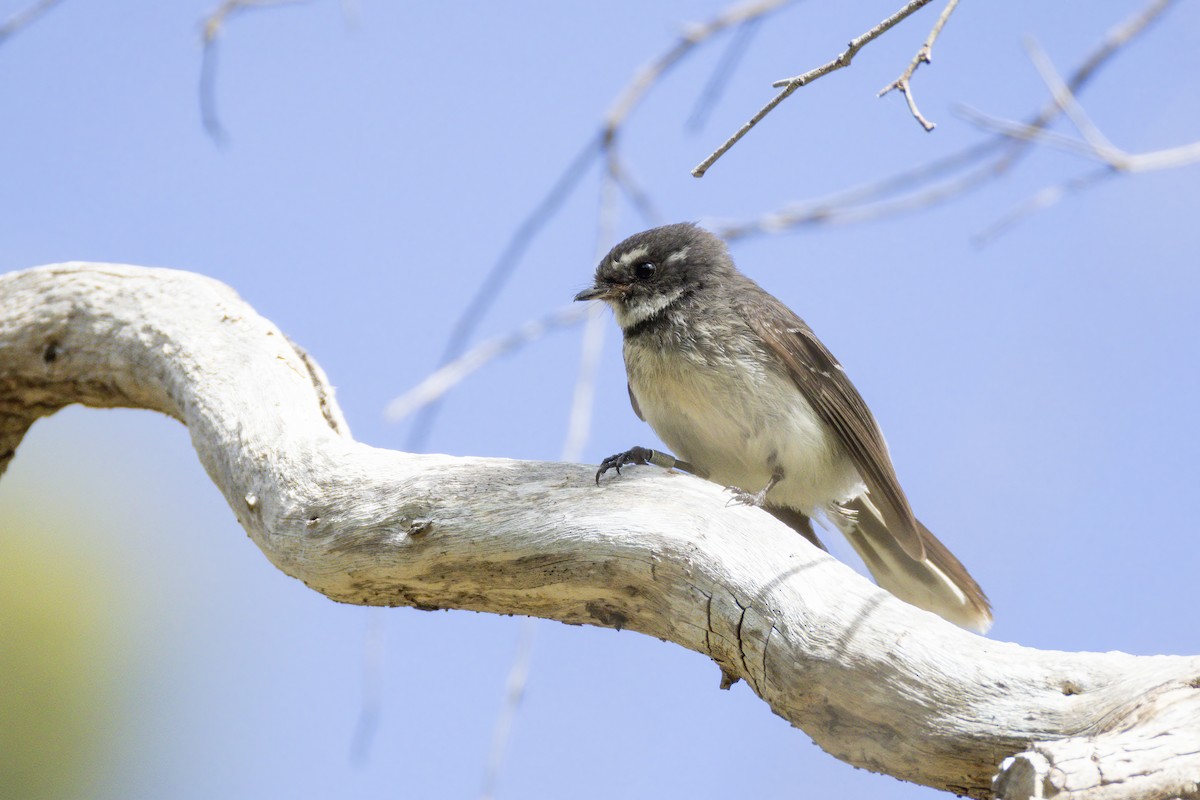 Gri Katmerkuyruk - ML646567338