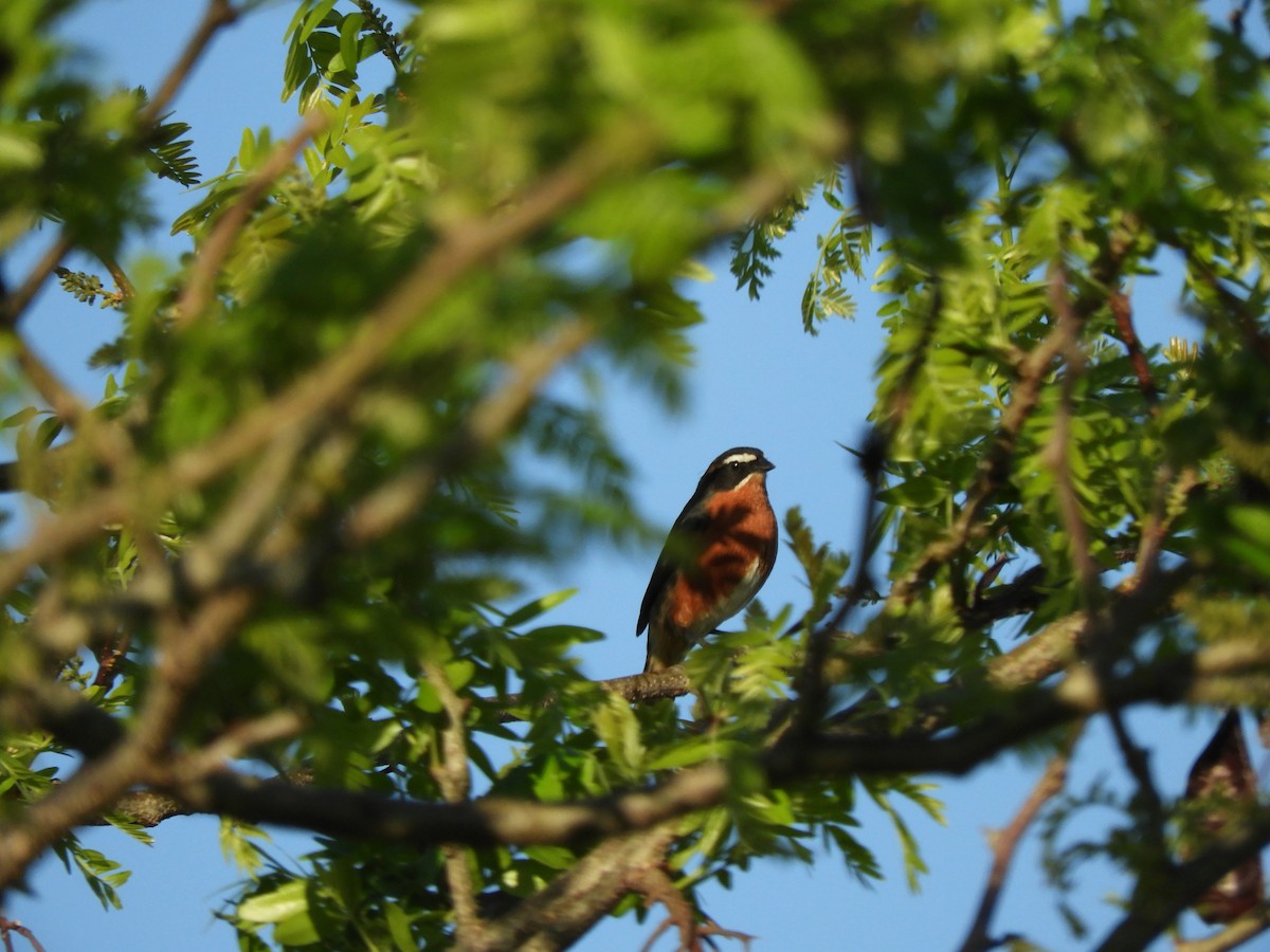 Black-and-rufous Warbling Finch - ML646567339