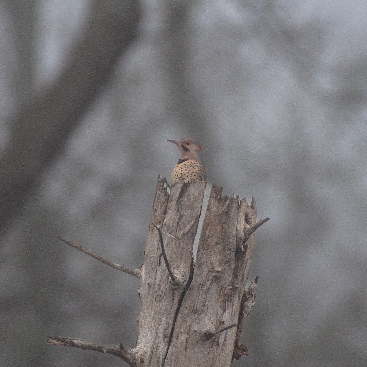 Northern Flicker - ML646567340