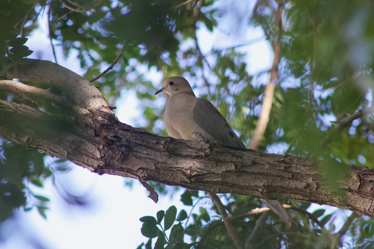 Mourning Dove - ML646567341