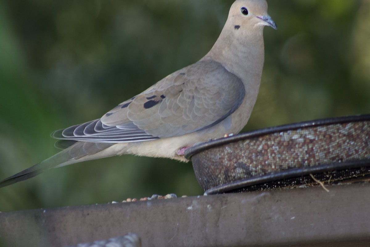 Mourning Dove - ML646567342