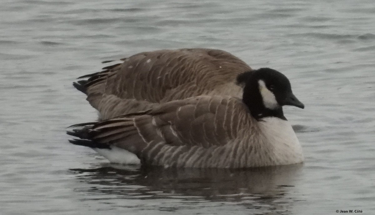 Cackling Goose - ML646567343