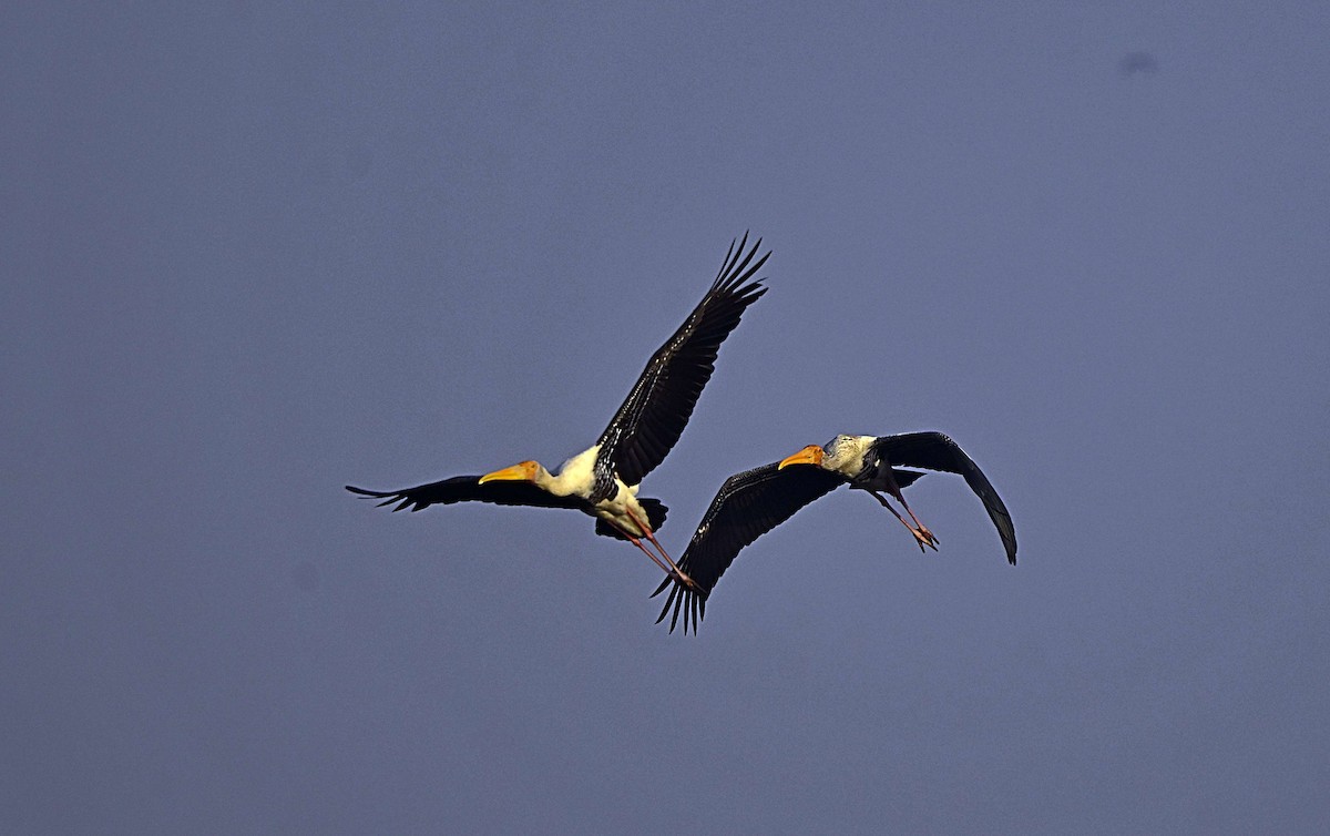 Painted Stork - ML646567344