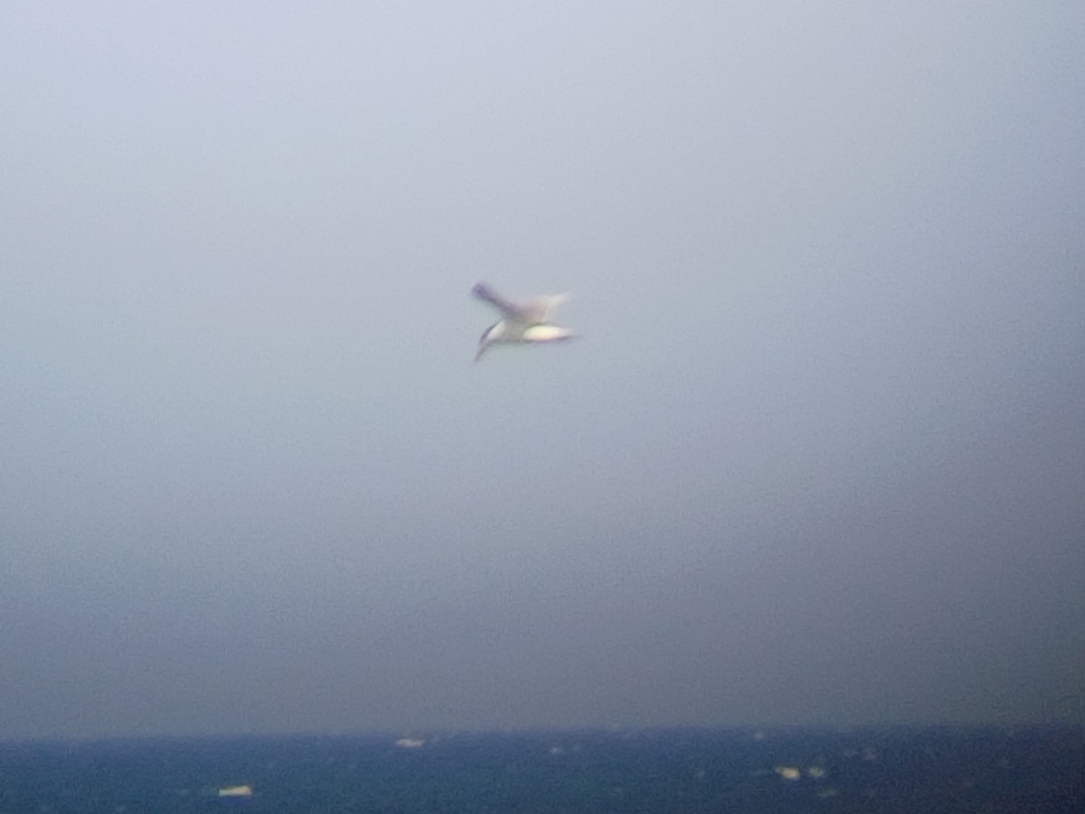 Great Crested Tern - ML646567346