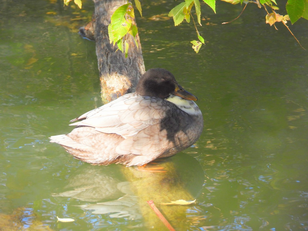 Mallard (Domestic type) - ML646567347